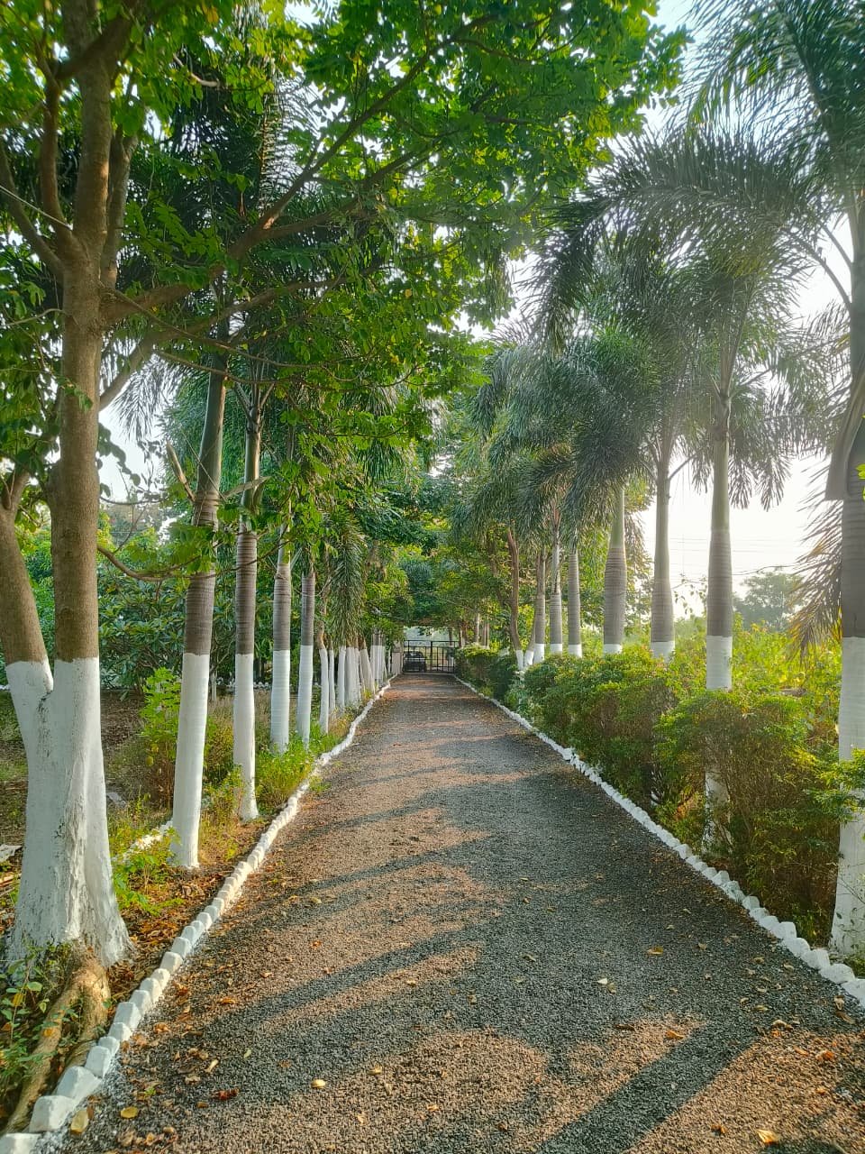 Palm Avenue